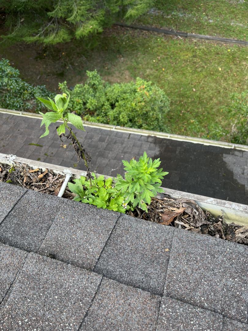 Gutter Cleaning in Boone, NC (1)
